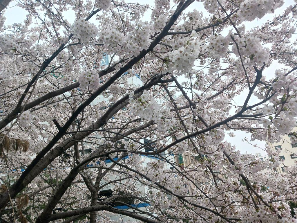 당동 실거주자 사진 1