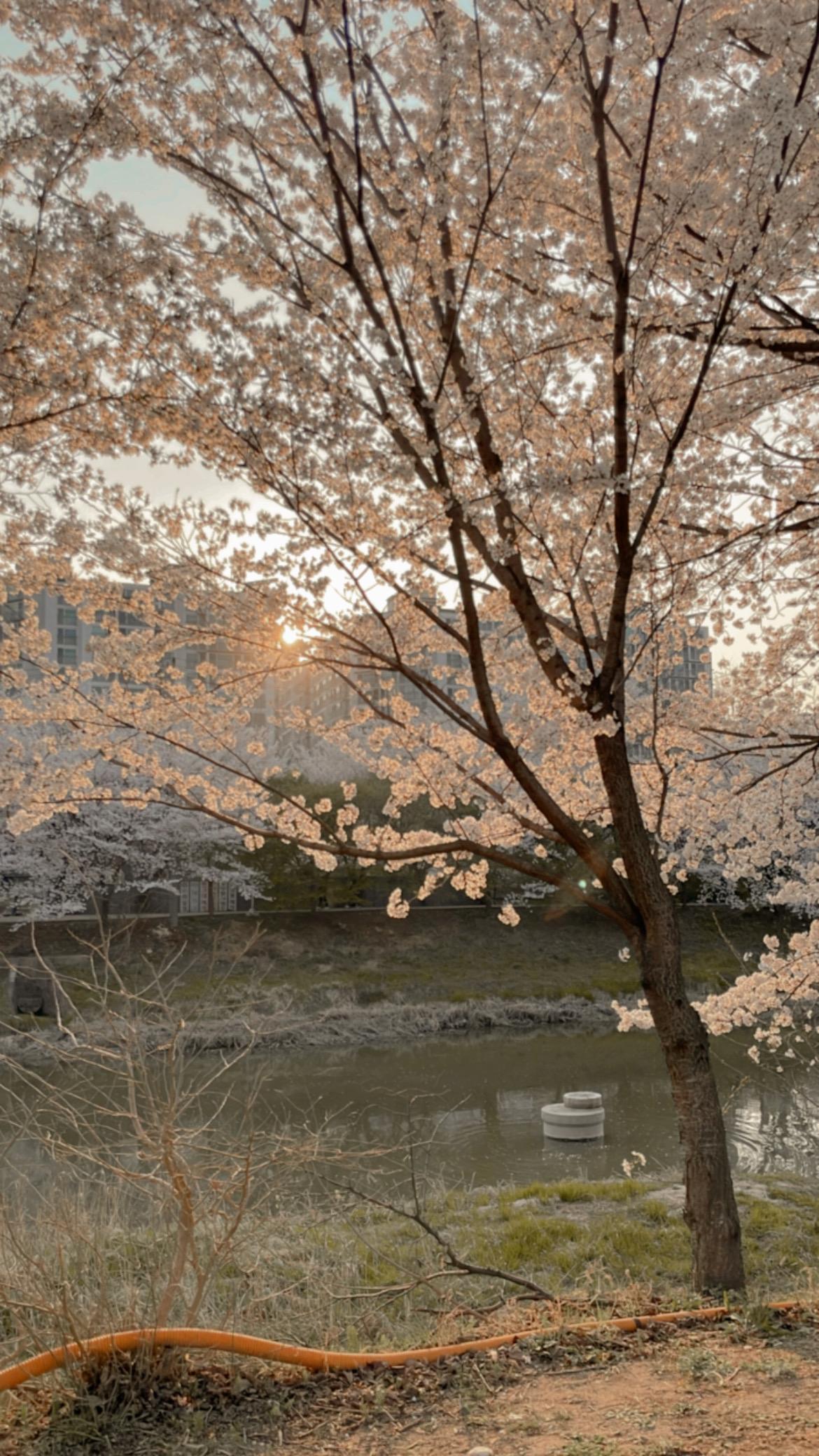오목천동 실거주자 사진 1
