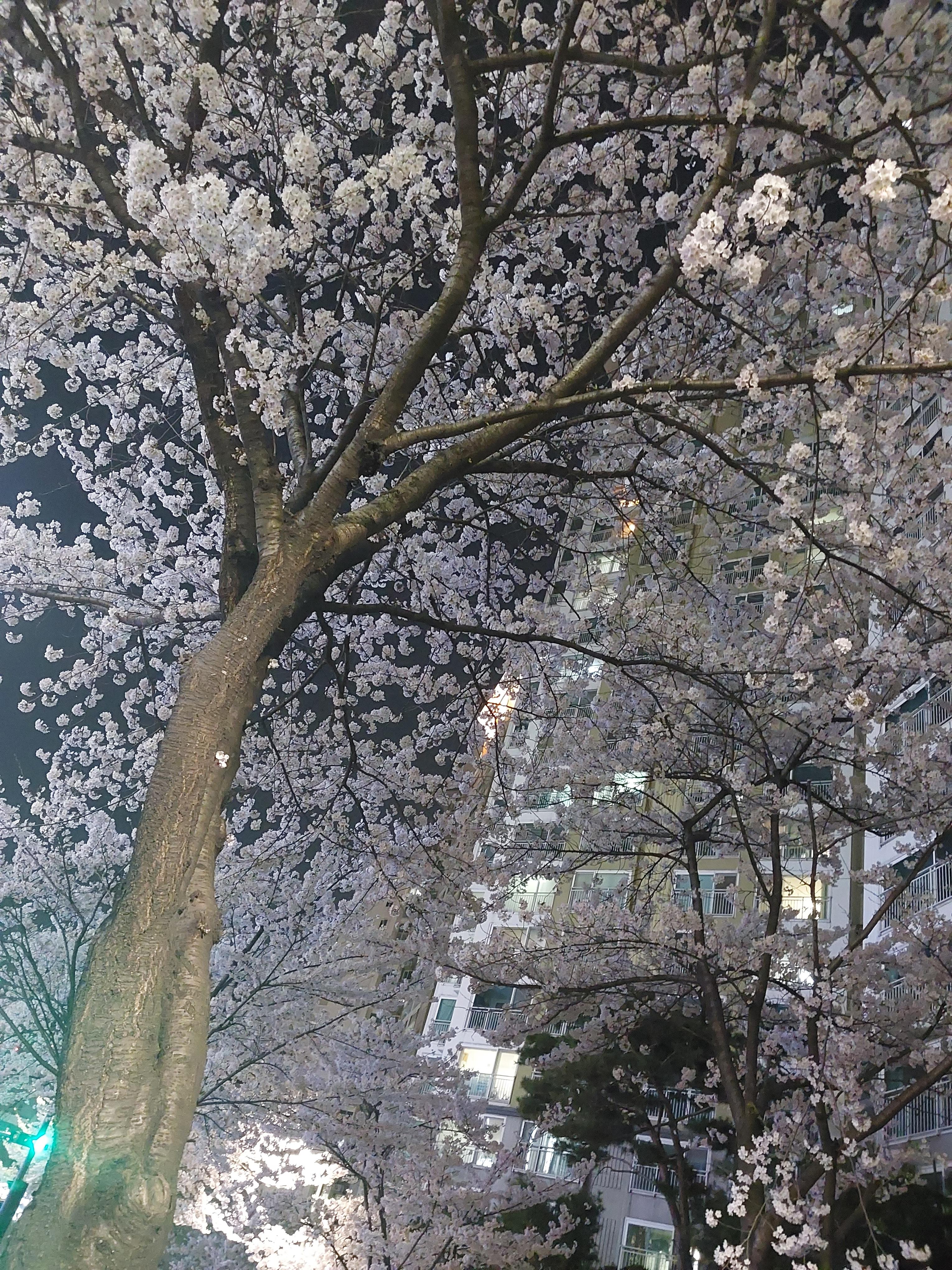 효자동1가 실거주자 사진 7