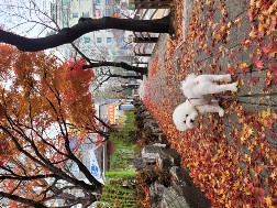 북변동 실거주자 사진 4