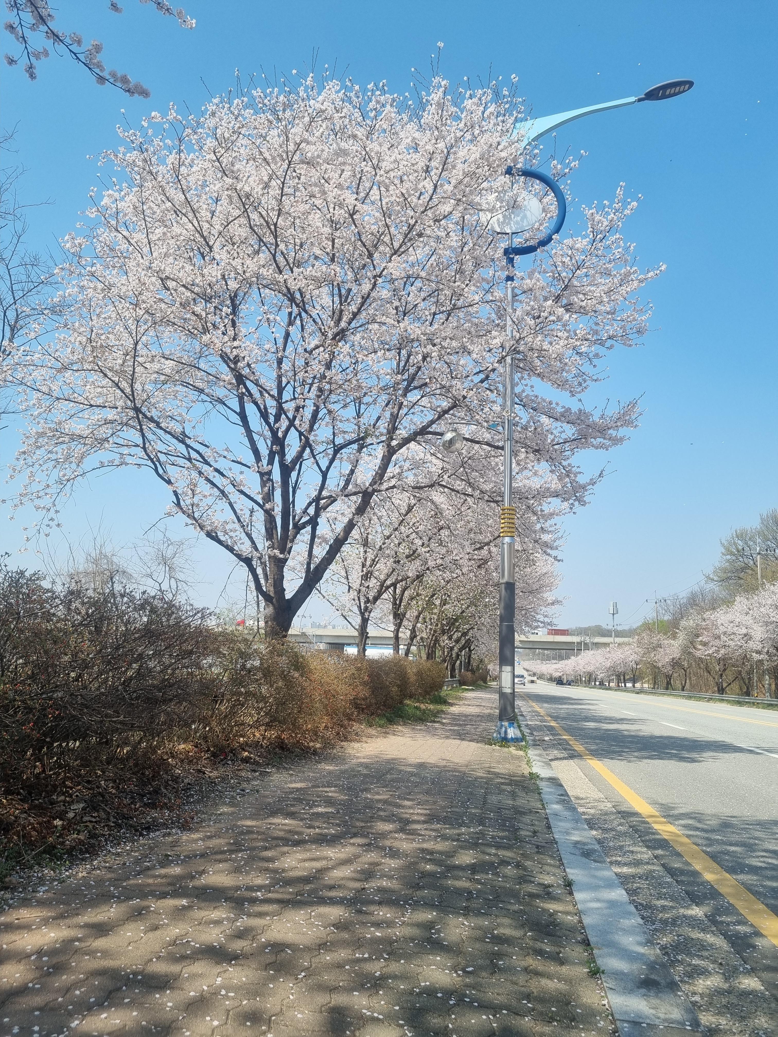 목천읍 실거주자 사진 1