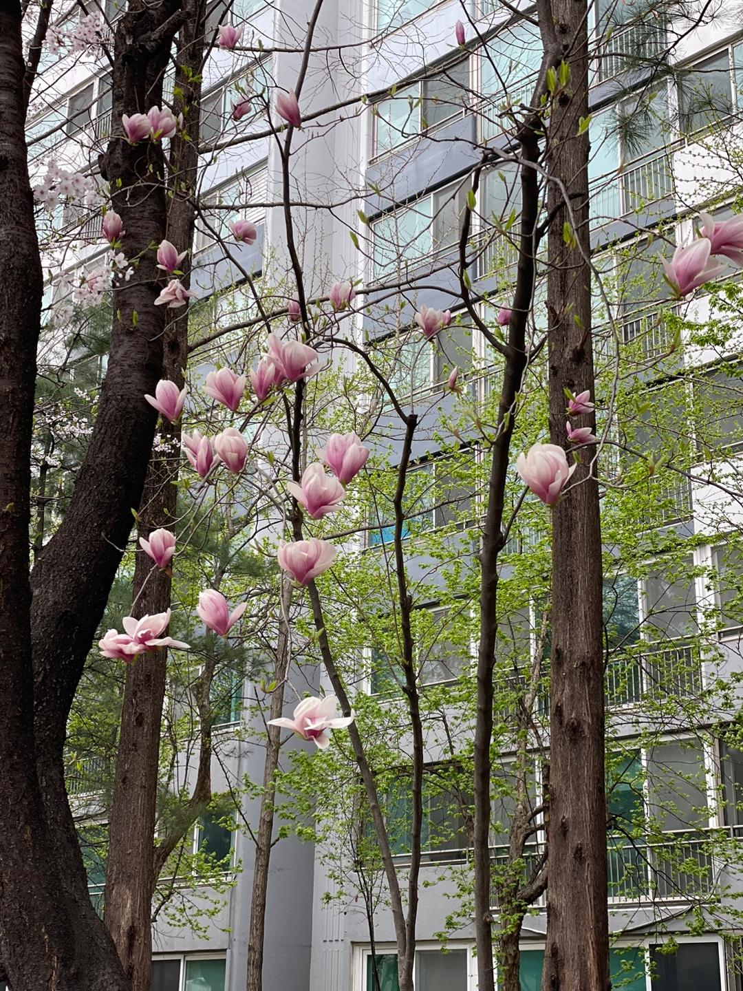 평촌동 실거주자 사진 4