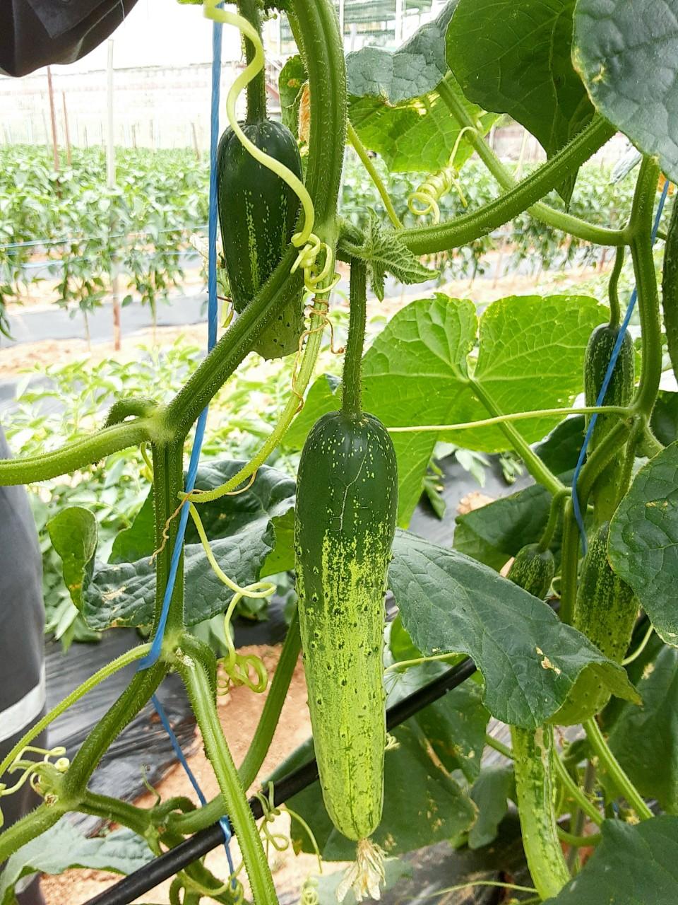 오성면 실거주자 사진 4
