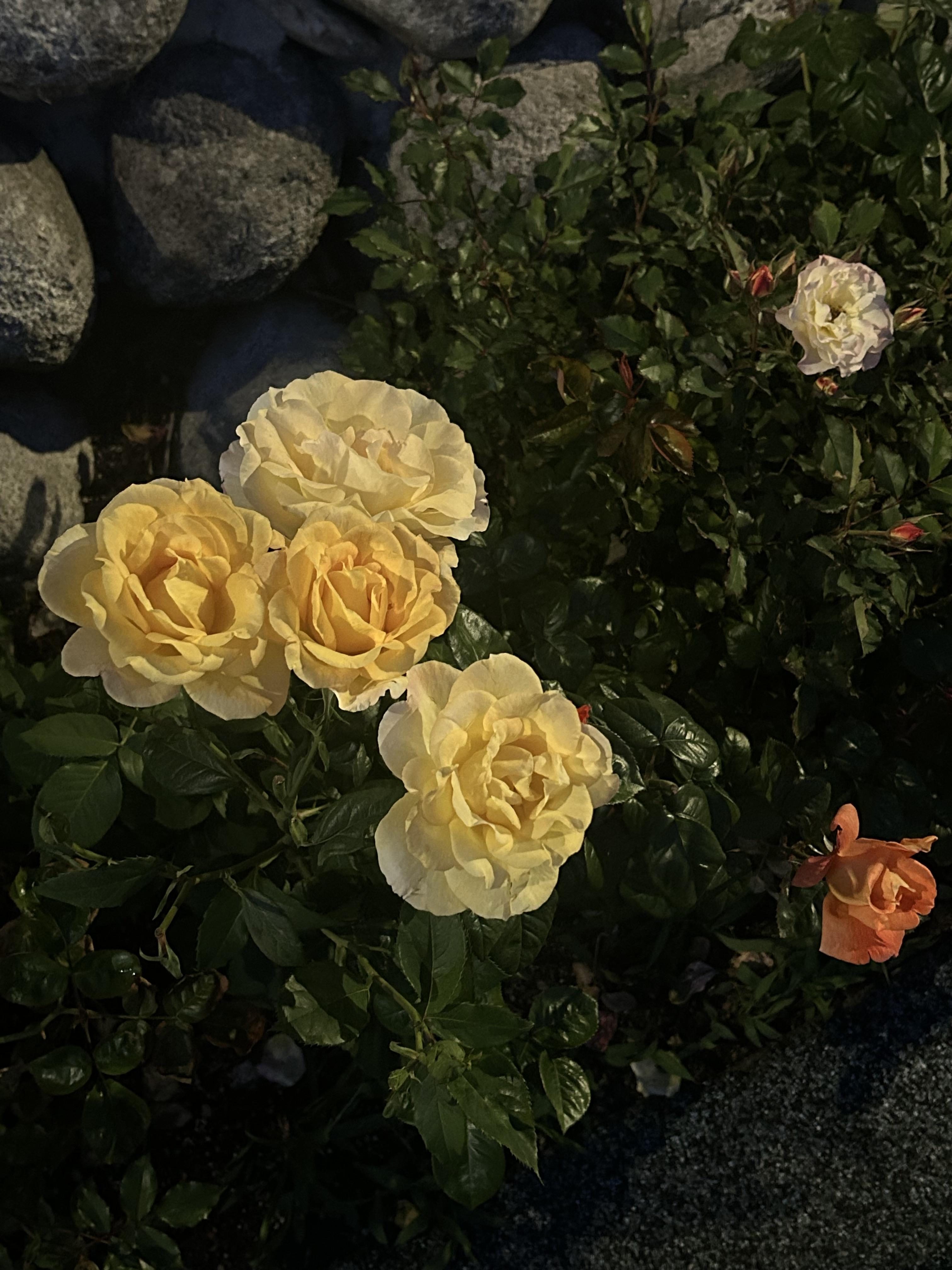 삼선동2가 실거주자 사진 2